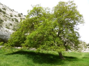 67 cim30-31 CLOT CIRER++